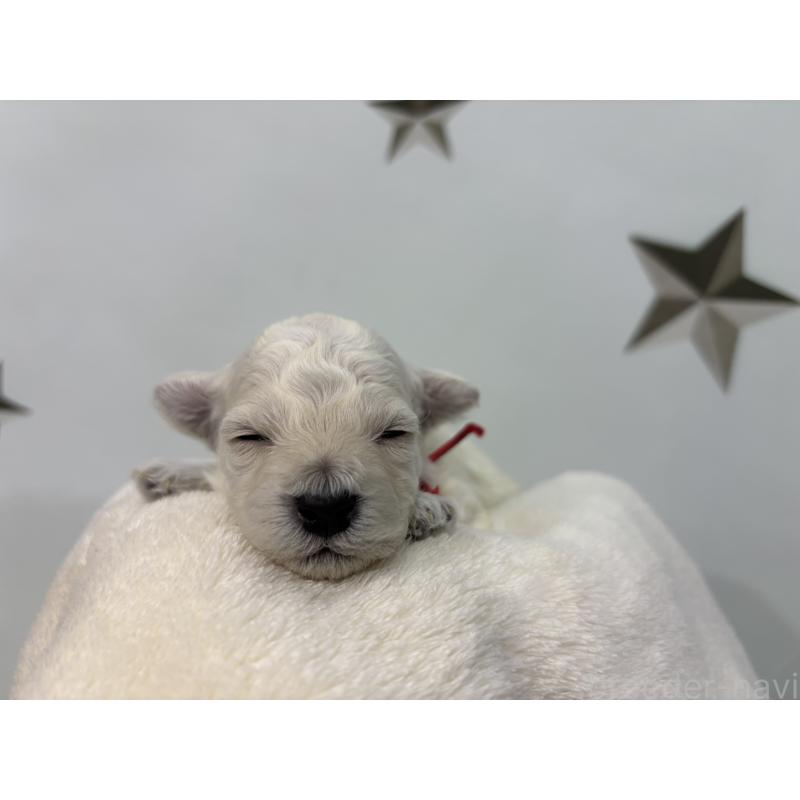 販売中の千葉県のトイプードル-432514の7枚目