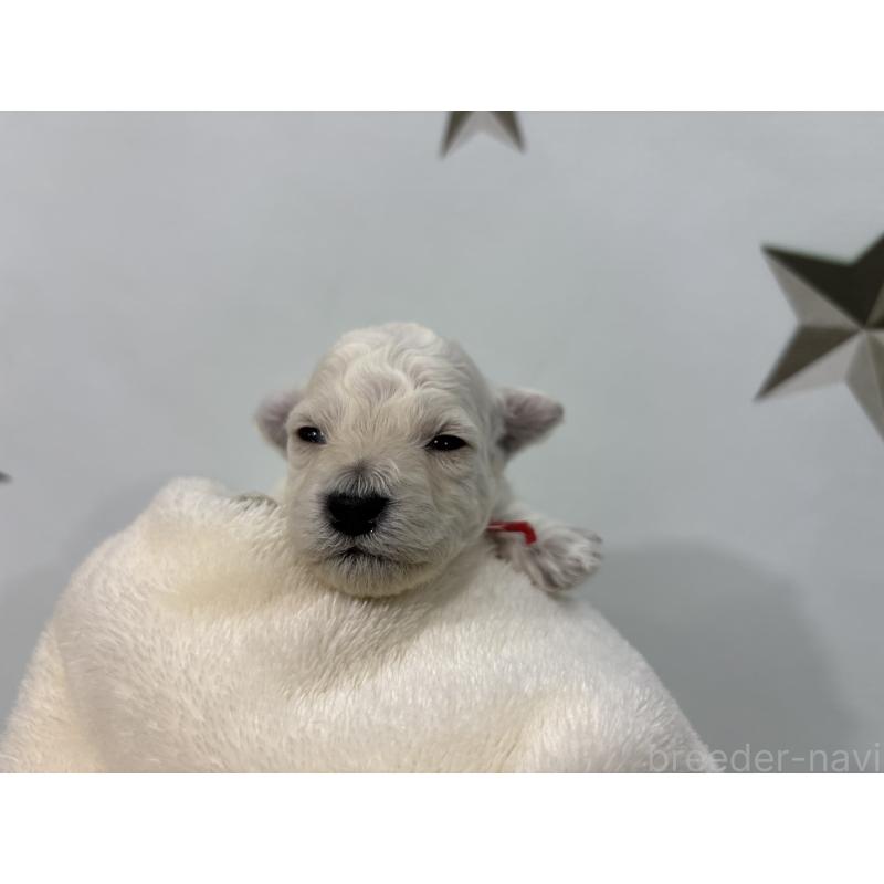 販売中の千葉県のトイプードル-432514の6枚目