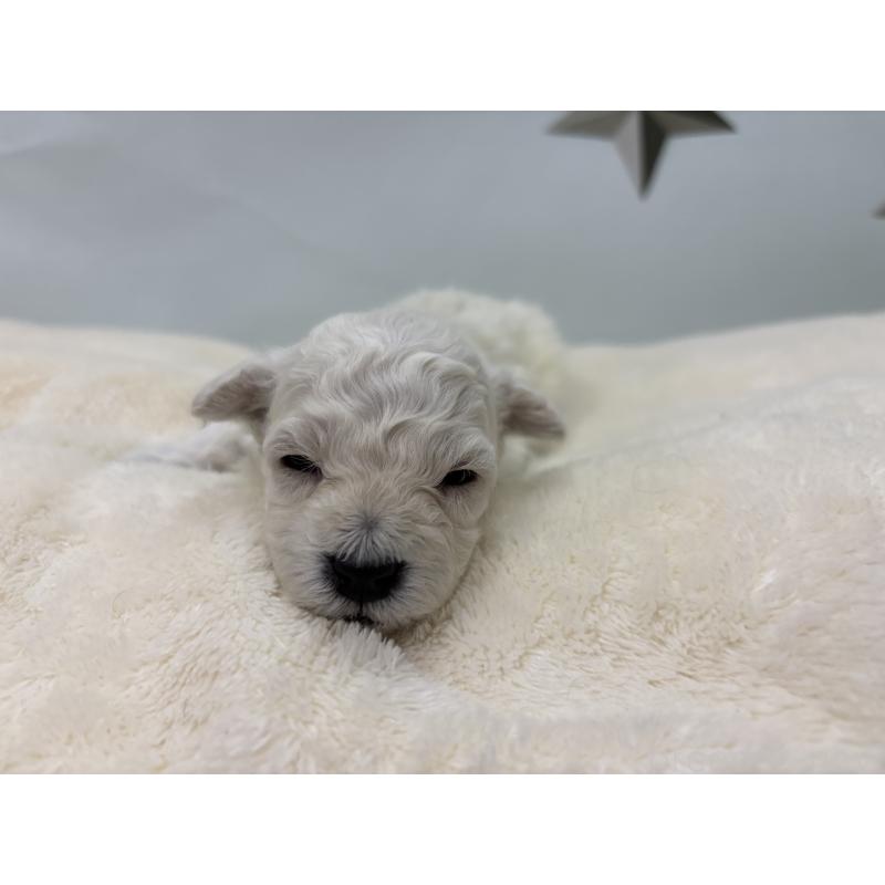 販売中の千葉県のトイプードル-432514の5枚目