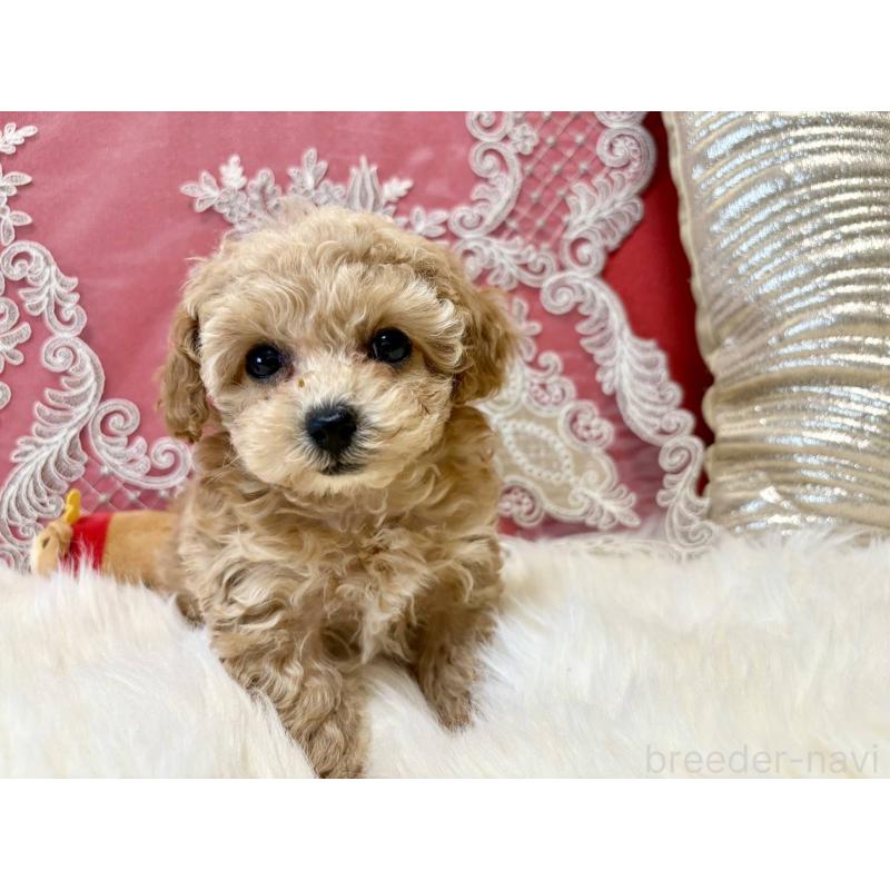 販売中の香川県のタイニープードル-432515の5枚目