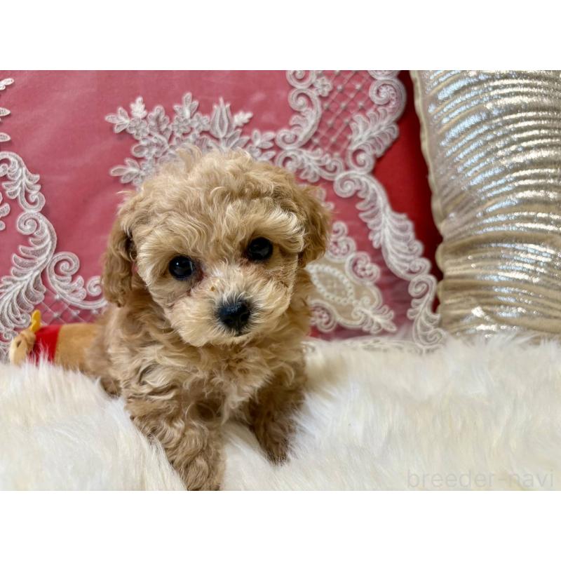 販売中の香川県のタイニープードル-432515の4枚目