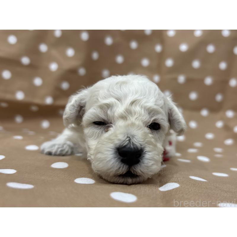 販売中の千葉県のトイプードル-432514の3枚目