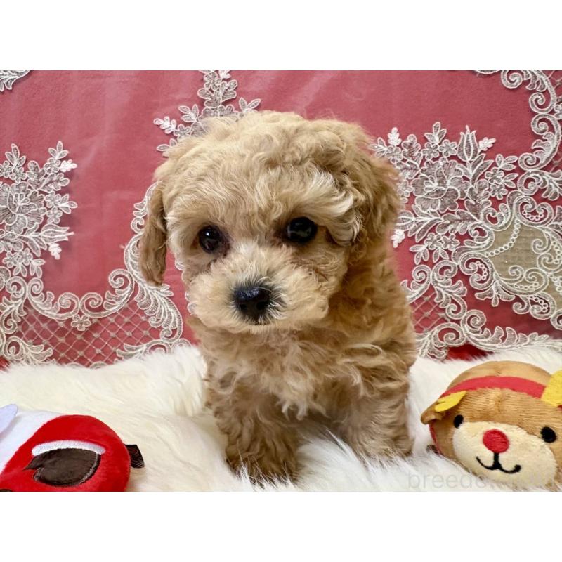 販売中の香川県のタイニープードル-432515の3枚目