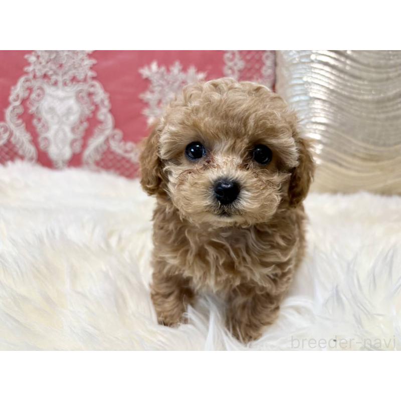 販売中の香川県のタイニープードル-432518の9枚目