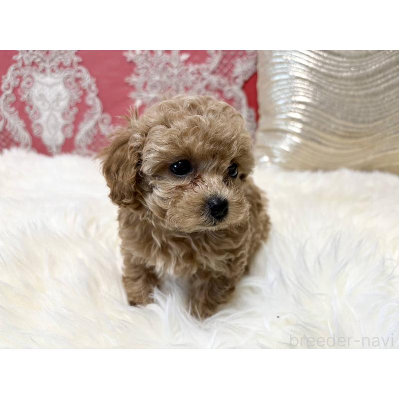 販売中の香川県のタイニープードル-432518の8枚目
