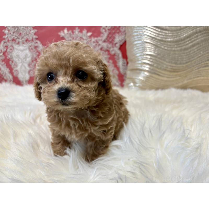 販売中の香川県のタイニープードル-432518の7枚目