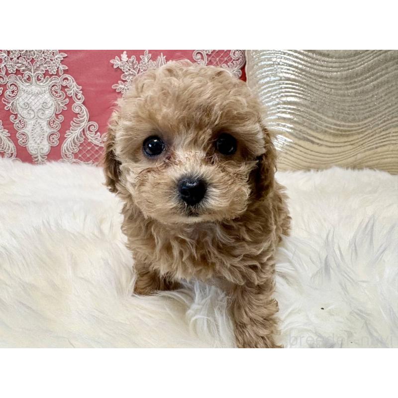 販売中の香川県のタイニープードル-432518の6枚目