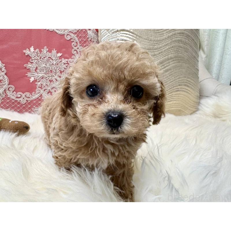 販売中の香川県のタイニープードル-432518の5枚目