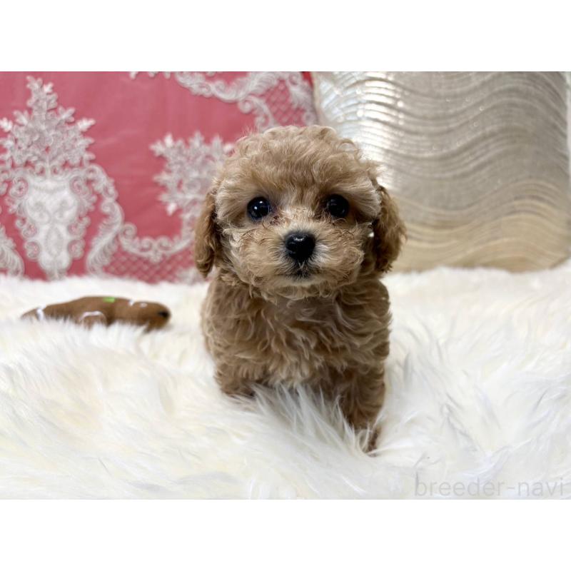 販売中の香川県のタイニープードル-432518の4枚目