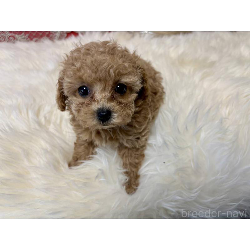 販売中の香川県のタイニープードル-432518の3枚目