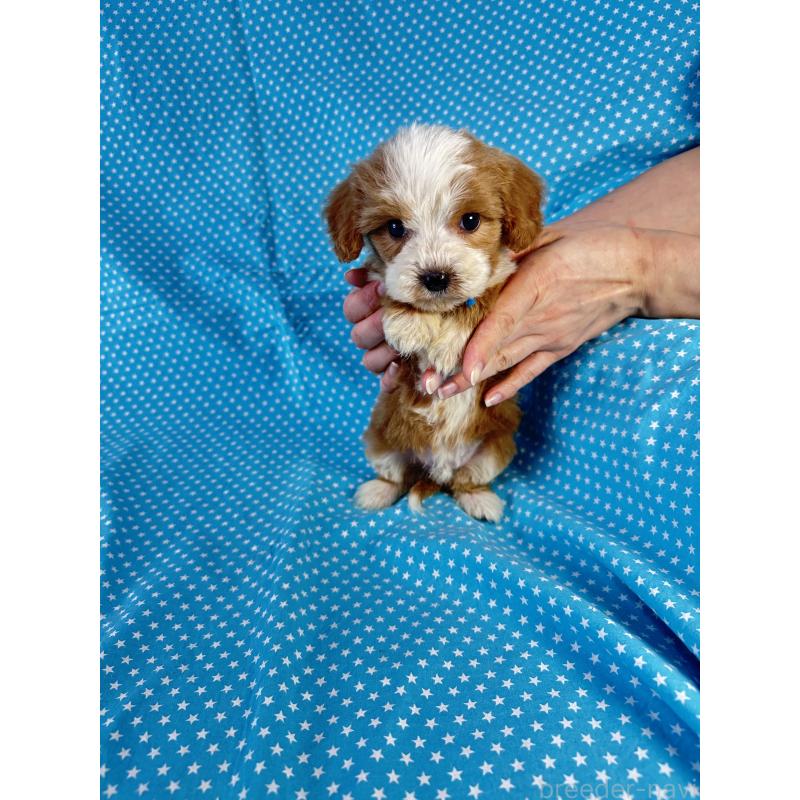 販売中の北海道のキャバプー:キャバリア×トイプードル-432517の5枚目