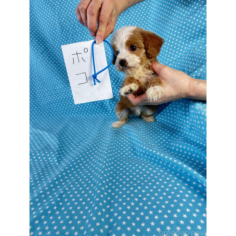 販売中の北海道のキャバプー:キャバリア×トイプードル-432517の4枚目