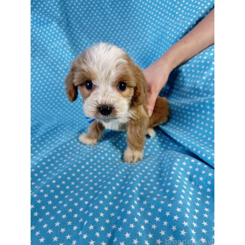 販売中の北海道のキャバプー:キャバリア×トイプードル-432517の1枚目