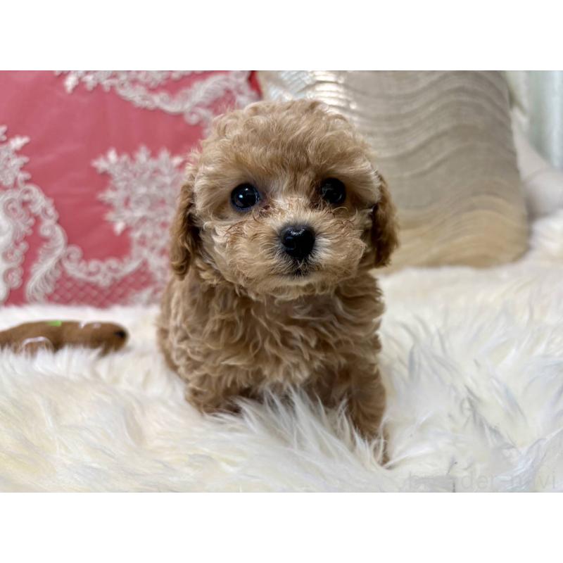 販売中の香川県のタイニープードル-432518の2枚目