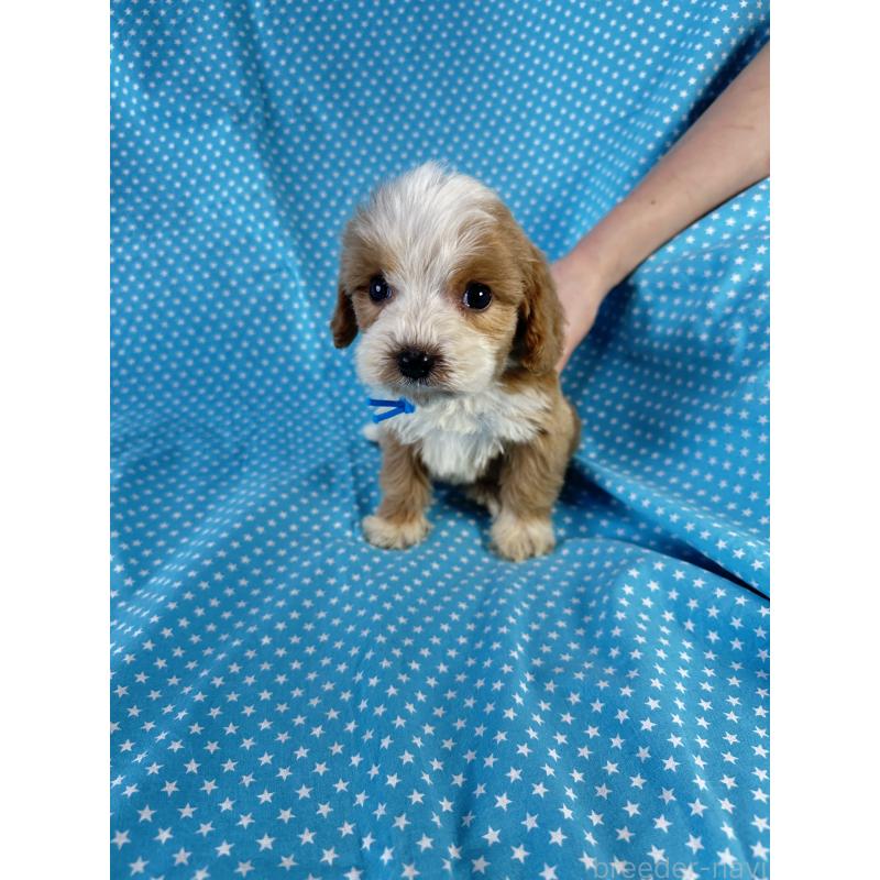 販売中の北海道のキャバプー:キャバリア×トイプードル-432517の3枚目