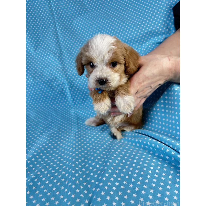 販売中の北海道のキャバプー:キャバリア×トイプードル-432517の2枚目