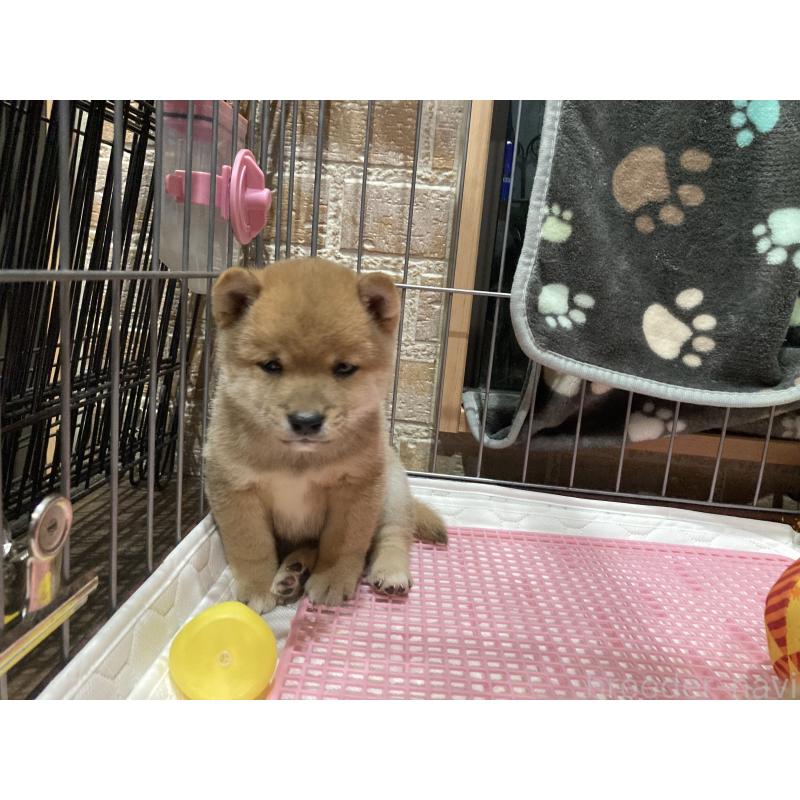 成約済の福岡県の豆柴-432519の1枚目