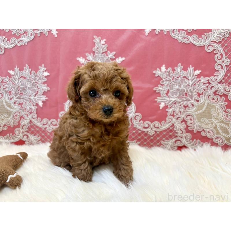 販売中の香川県のタイニープードル-432521の9枚目