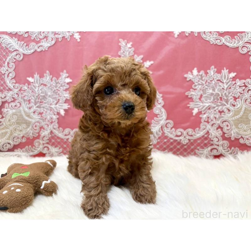 販売中の香川県のタイニープードル-432521の8枚目