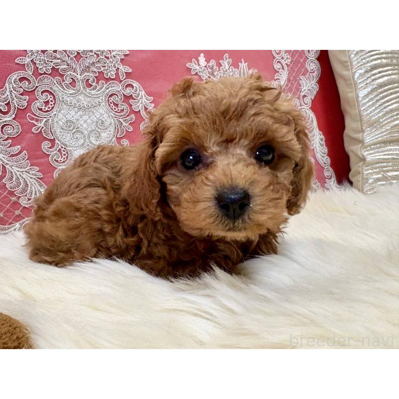 販売中の香川県のタイニープードル-432521の7枚目