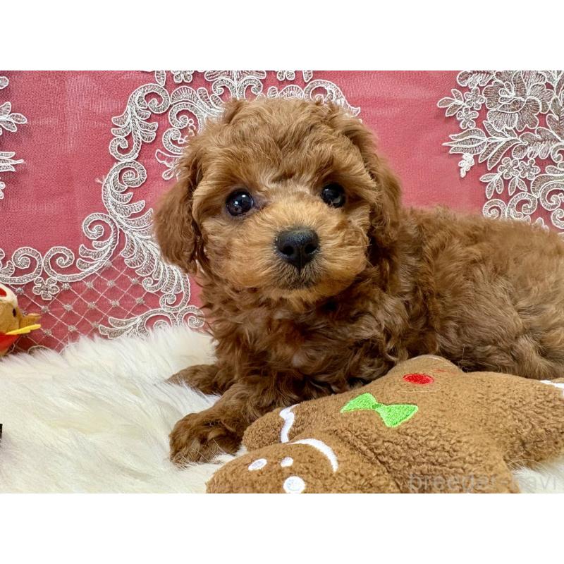 販売中の香川県のタイニープードル-432521の6枚目