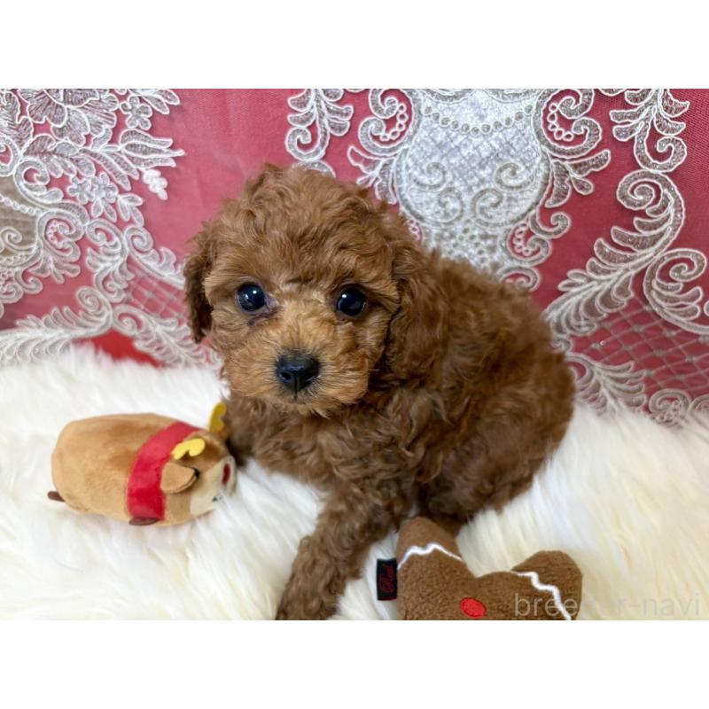 販売中の香川県のタイニープードル-432521の5枚目