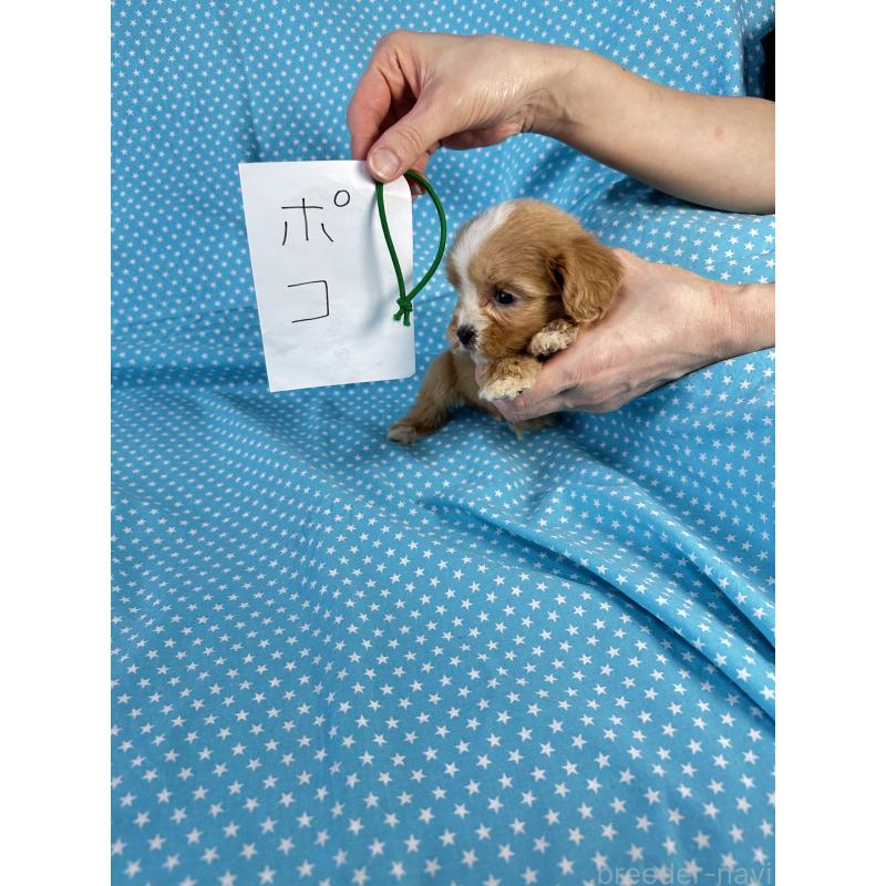 販売中の北海道のキャバプー:キャバリア×トイプードル-432520の5枚目