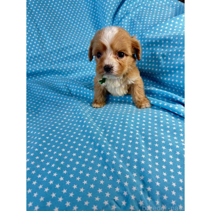 販売中の北海道のキャバプー:キャバリア×トイプードル-432520の4枚目