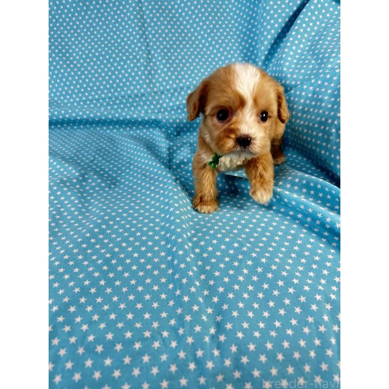 販売中の北海道のキャバプー:キャバリア×トイプードル-432520