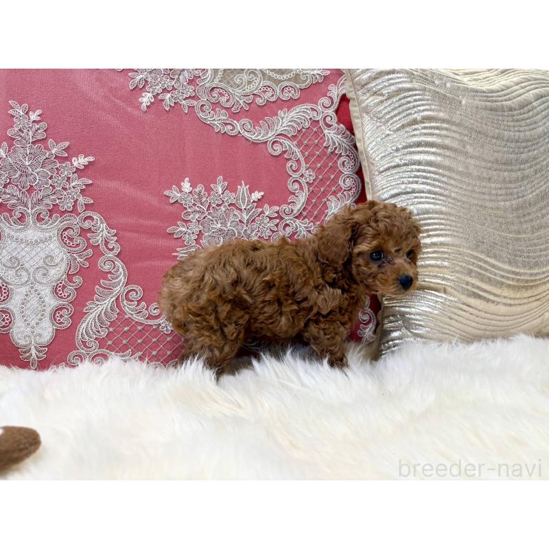 販売中の香川県のタイニープードル-432521の3枚目