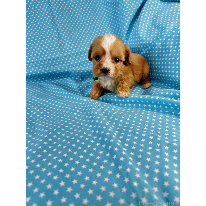 販売中の北海道のキャバプー:キャバリア×トイプードル-432520の3枚目