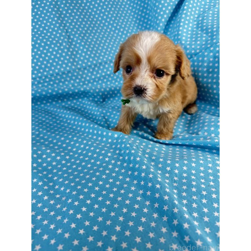 販売中の北海道のキャバプー:キャバリア×トイプードル-432520の2枚目