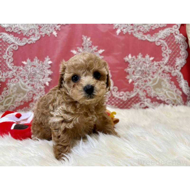 販売中の香川県のタイニープードル-432525の10枚目
