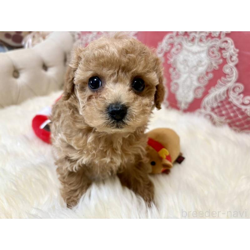 販売中の香川県のタイニープードル-432525の9枚目