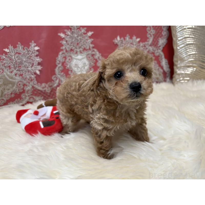 販売中の香川県のタイニープードル-432525の8枚目