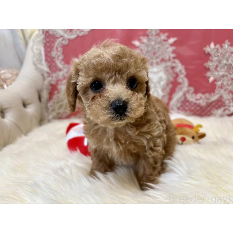 販売中の香川県のタイニープードル-432525の7枚目