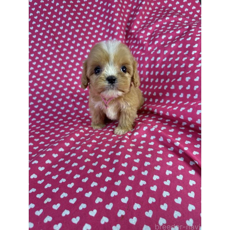 販売中の北海道のキャバプー:キャバリア×トイプードル-432522の5枚目