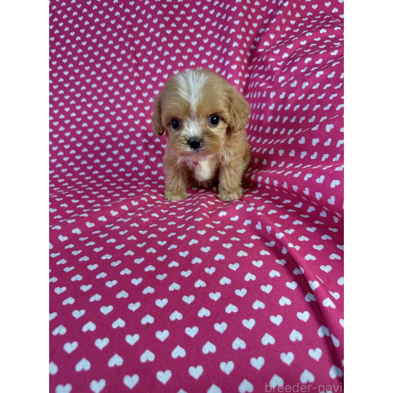 販売中の北海道のキャバプー:キャバリア×トイプードル-432522の4枚目