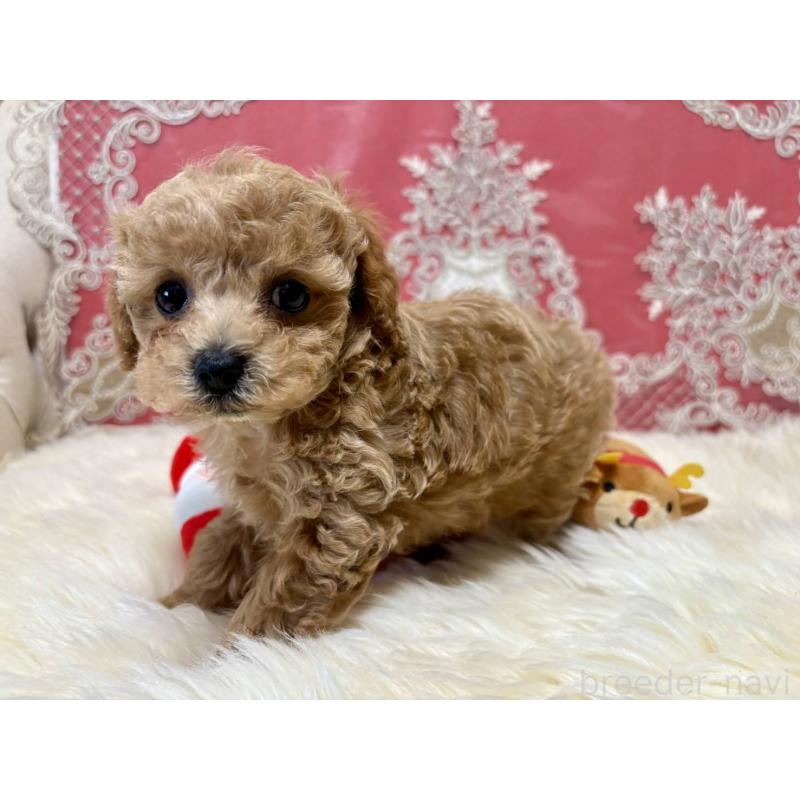 販売中の香川県のタイニープードル-432525の6枚目