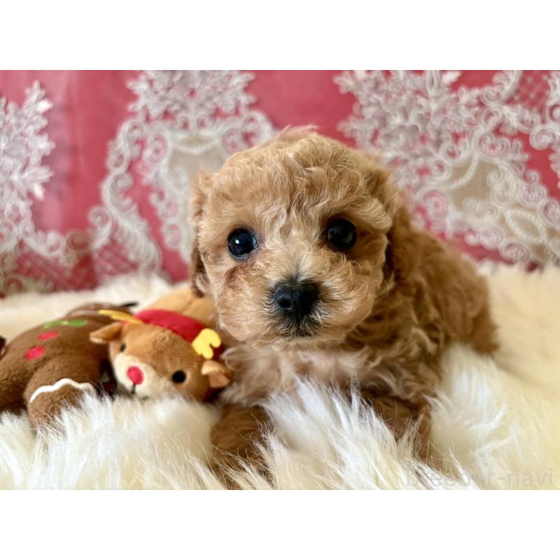 販売中の香川県のタイニープードル-432525の5枚目