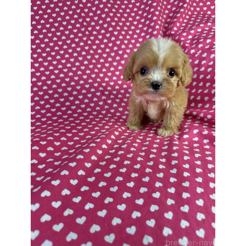 販売中の北海道のキャバプー:キャバリア×トイプードル-432522