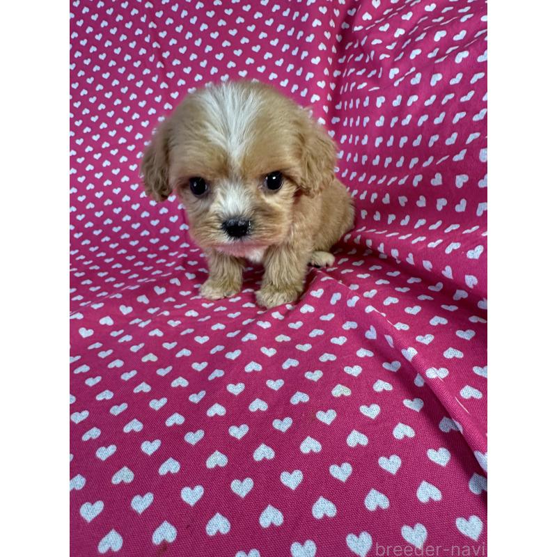 販売中の北海道のキャバプー:キャバリア×トイプードル-432522の2枚目