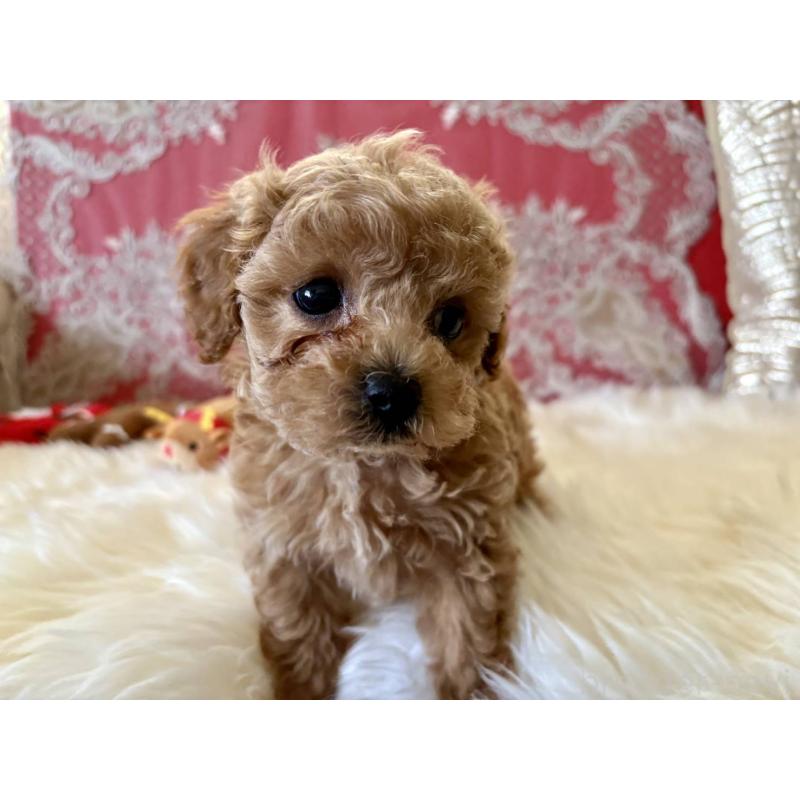 販売中の香川県のタイニープードル-432525の4枚目