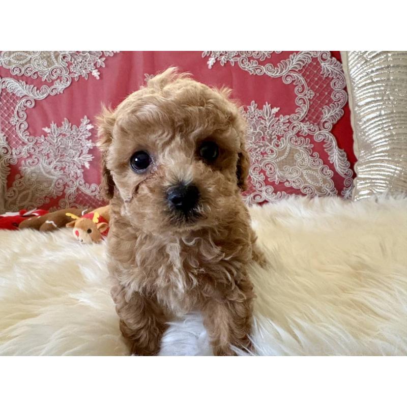 販売中の香川県のタイニープードル-432525の3枚目