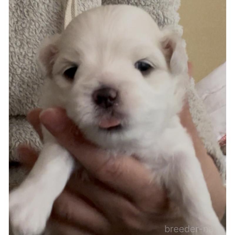 商談中の滋賀県のマルチーズ-430679の87枚目