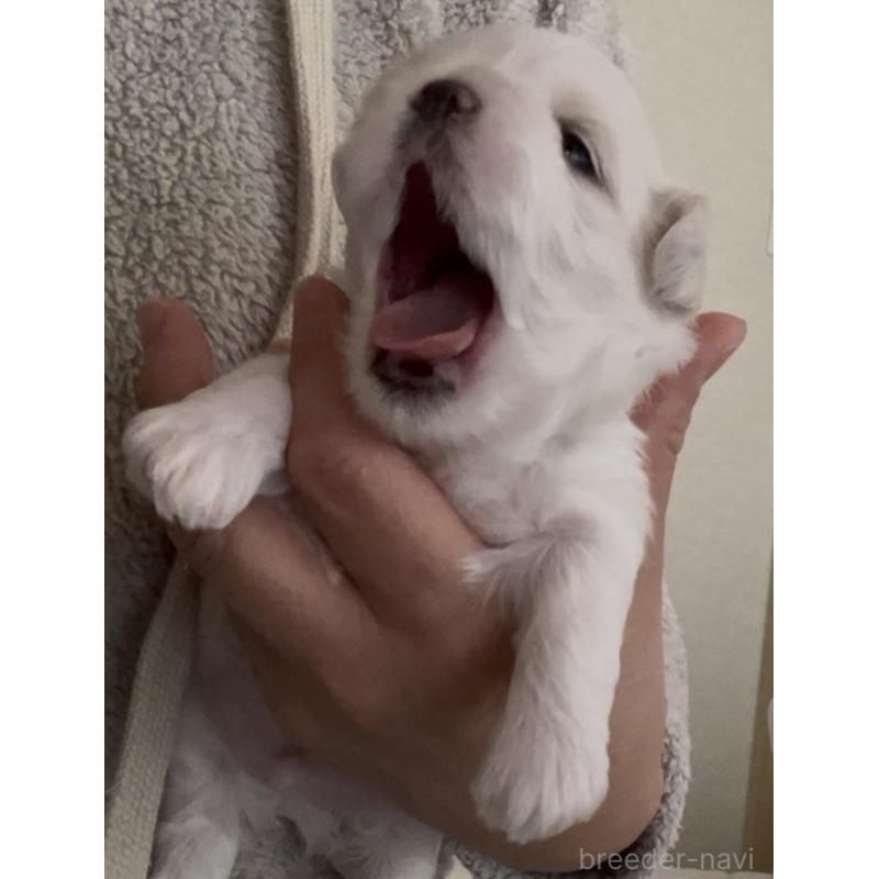 商談中の滋賀県のマルチーズ-430679の86枚目