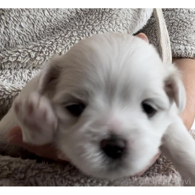 販売中の滋賀県のマルチーズ-430679