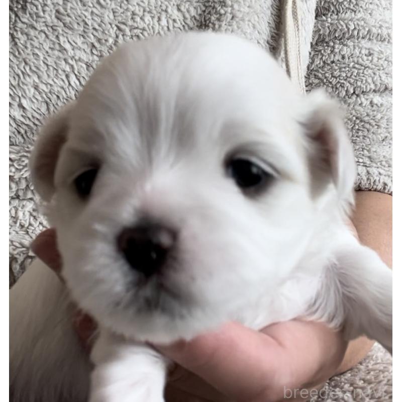 商談中の滋賀県のマルチーズ-430679の84枚目