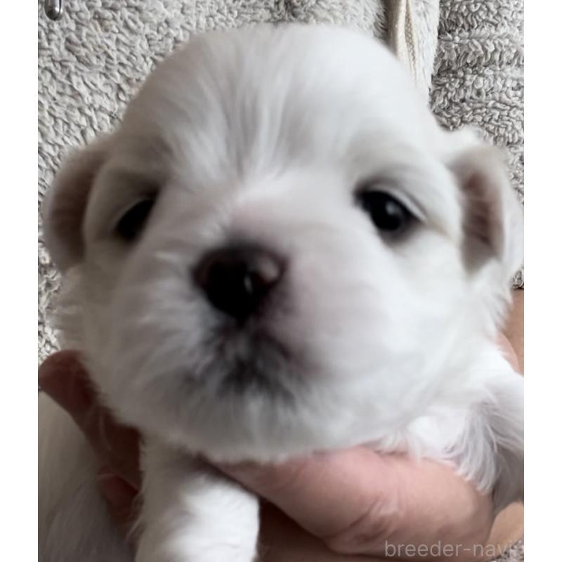 商談中の滋賀県のマルチーズ-430679の83枚目