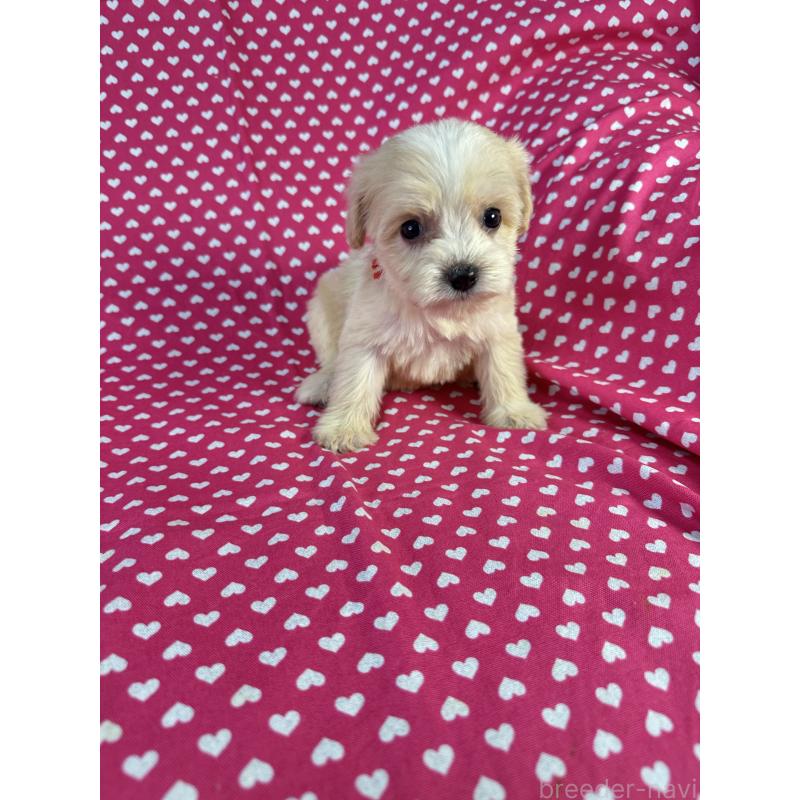 販売中の北海道のキャバプー:キャバリア×トイプードル-432523